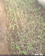 为什么父母总让我跟他们去大棚里干活