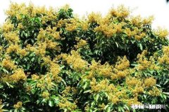 荔枝爆花用什么药好